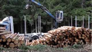 Scania R730 V8 6x4 Timber Truck Loading [upl. by Gunilla]