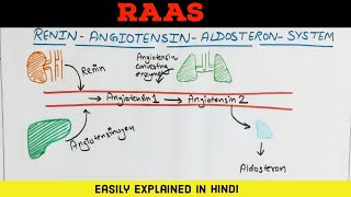 RAAS  Renin Angiotensin Aldosterone System  Easily explained in Hindi [upl. by Ilera]