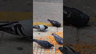 PALOMAS EN ACCIÓN COMEN 🌽 [upl. by Cogen]