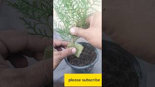 How to propagate Thuja jhau from cutting shortvideo trending viral plants garden [upl. by Weinshienk]