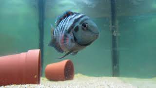 Convict Cichlid Care and Information [upl. by Nitsirk]