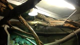 Varanus salvadorii mating [upl. by Nart]