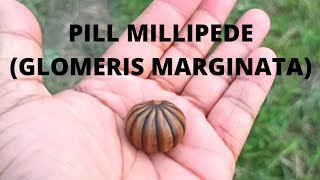 Pill MillipedeGlomeris Marginataৰাম বাটলু গুটি। [upl. by Roze239]