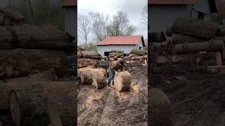 Heavy pin oak logs 🪵🪓🚜firewood firewoodprocessor sthilms500i vermeer logsplitter [upl. by Nesyt347]