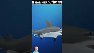 Hammerhead Sharks Unique Vision 🦈 [upl. by Heilman]