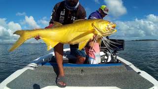 Brisbane River Threadfin Frenzy  HDS Carbon [upl. by Lasley]