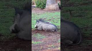 pig nevla fyp animals nature foryou fypviralシ wildlife foryou forupage [upl. by Crowe]