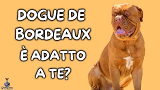 Dogue De Bordeaux Cosa Sapere [upl. by Alema271]