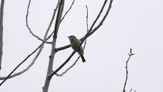 Chiffchaff still singing [upl. by Enneles]