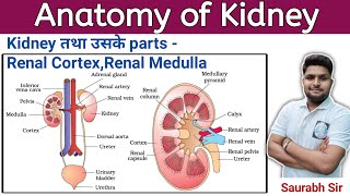 Kidney in Hindi  Execratory System For BAMS GNM BSc Nursing Students [upl. by Burkhart]