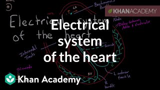 Electrical system of the heart  Circulatory system physiology  NCLEXRN  Khan Academy [upl. by Ikilisav993]