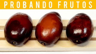 🔴PROBANDO AZUFAIFO JÍNJOL JUJUBAFRUTAS EXOTICAS ASIAN FRUITS TASTING JUJUBE FRUIT🍽️🍒😋 2024 [upl. by Oiludbo]