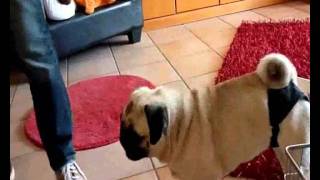 Mops Pia macht Tricks  1 Folge [upl. by Pierrette]