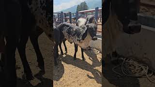 Plaza ganadera magdalena teitipac oaxaca caballos vacas toros tradiciones [upl. by Fariss]