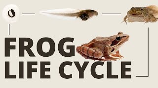 The Incredible Frog Life Cycle Full Metamorphosis [upl. by Susanetta437]