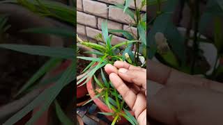 seeds kaise hote hai maxican pitunia gardenning trending shortvideo [upl. by Cogn]