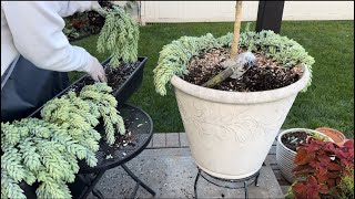 Digging up Caladium bulbs and bringing succulents in for winter [upl. by Daye]