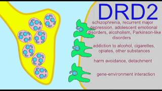 AP1 BRAIN DOPAMINE RECEPTORS [upl. by Kaja]