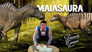 DINOPEDIA S2 3  MAIASAURA [upl. by Anelrac]