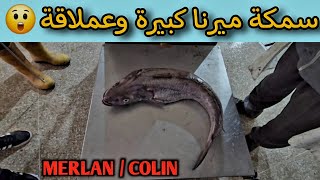 أضخم سمكة ميرنا  كولا  ستراها Le plus gros poisson merlan  Colin [upl. by Snow]