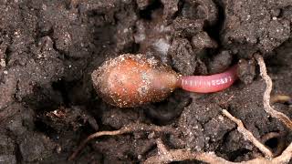 Earthworm hatching from the egg [upl. by Kirwin]