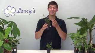 How to Grow Goji Berry wolfberry at Home [upl. by Ennovi]