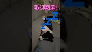 Zzz 餓到昏倒！ dog pets puppy toys 我是娣芬妮tiffany tiffany cute cutepuppy 可愛い [upl. by Phedra932]