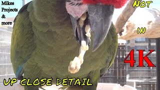 Military Macaw Regurgitates Close Up [upl. by Lowenstern]