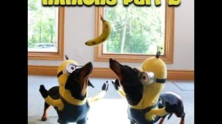 Wiener Dog Minions PART 2  quotBANANAquot [upl. by Eppesiug685]