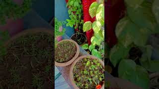 Plant flowers tamil gardening plants garden winterflowers shortsfeeds terracegraden [upl. by Kaden442]