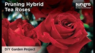 How to Prune Hybrid Tea Roses with an Expert Rosarian [upl. by Repsaj]