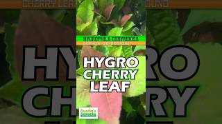 HYGROPHILA CORYMBOSA quotCHERRY LEAFquot Aquarium Plant For Sale [upl. by April395]