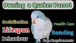 Comprehensive Guide to Owning a Quaker Parrot [upl. by Ginzburg918]