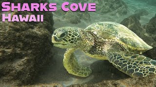 Swimming with TURTLES in Hawaii An Unforgettable Experience [upl. by Hgielrac]