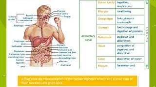 Digestion and Absorption in 1 Shot  All Theory Tricks amp PYQs  Zoology in 30 Days  Day 3  UMEED [upl. by Adena231]