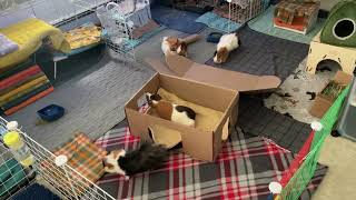 Free hidey house  play box for guinea pig [upl. by Willis]