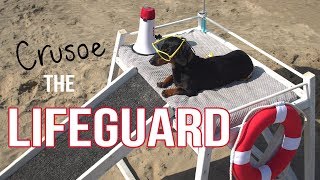 Ep 2 Crusoe the Dachshund Lifeguard  Funny Dog at the Beach [upl. by Lanti]