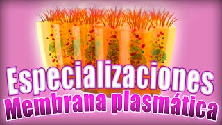 TEJIDO EPITELIAL clasificación Especializaciones de la membrana microvellosidades  Histología [upl. by Eiloj905]