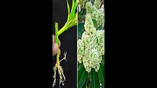 How to grow alstonia scholaris from alstonia scholaris cutting With Using Dragon cutting [upl. by Silado]