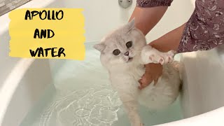 British shorthair cat Apollo taking a bath [upl. by Ehud]