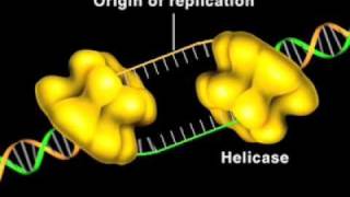 DNA helicase [upl. by Scharf573]