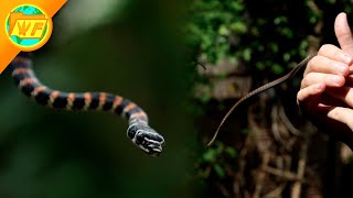 Flying Snake GLIDES Out of My Hand [upl. by Submuloc197]