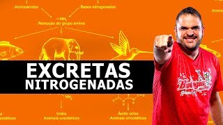 EXCRETAS NITROGENADAS TEORIA  RESUMO [upl. by Eerised574]