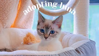 adopting a new siamese kitten 🐱💕  introducing to our older cat texas cat adoption [upl. by Zindman]