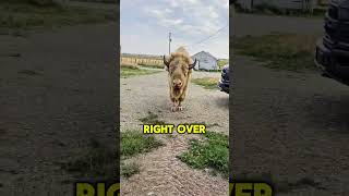 My pet Bison Gets Upset when I Leave for Work🥺🦬bisons ranch farm farmlife animal yellowstone [upl. by Mohandas456]