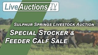 Sulphur Springs Select set of Stocker and Feeder Calves [upl. by Cheria]