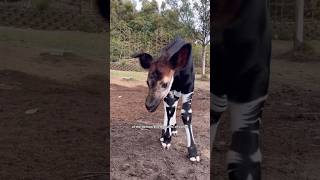 Okapi Most Intrested Facts okapi animals wildanimals facts wildlife nature [upl. by Ares494]