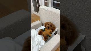 it’s bath time puppy poodle asmr pets viral funny dog doglife [upl. by Thibaut291]