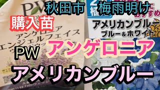 【アメリカンブルー】【アンゲロニアエンジェルフェイス】購入苗 梅雨明けの秋田市 [upl. by Crawford967]