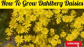 Easy Way To Grow Dahlberg Daisies Complete Procedure [upl. by Nahtiek]